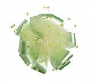 Vorschau: NESTLER Schultütenrosetten mit Schmucksteinen, 18 cm, farbig sortiert Vorschau: NESTLER Schultütenrosetten mit Schmucksteinen, 18 cm, farbig sortiert