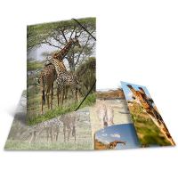 HERMA Sammelmappe Glossy Tiere A4 PP Giraffe HERMA Sammelmappe Glossy Tiere A4 PP Giraffe